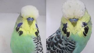 White Caps - United Budgerigar Society Club