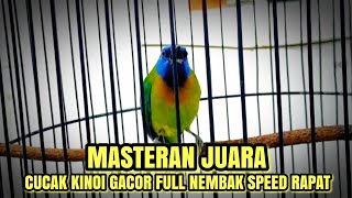 MASTERAN JUARA CUCAK KINOI GACOR FULL NEMBAK,COCOK BUAT MASTERAN MURAI&CUCAK IJO