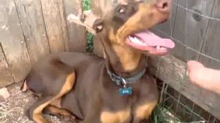 Doberman1.avi