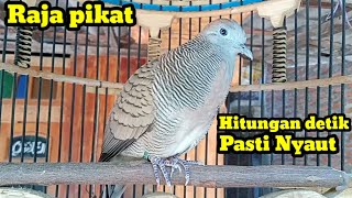 Perkutut lokal gacor  Raja pikat Hitungan detik Lawan pasti nyaut.