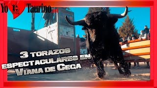 Viana de Cega, los 3 🐂🐂🐂 primeros Toros 2022 de Valladolid en 4K