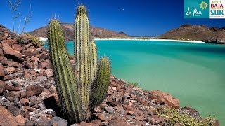 Baja California Sur - A journey through Mexico's "Desert Paradise"