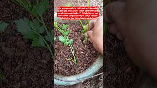 cara simpel pembibitan seledri#berkebun #berkebundirumah #pertanian #lebah #madu