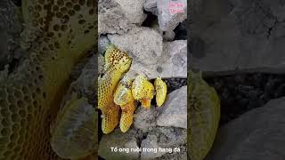 Những tổ ong ruồi trong hang đá