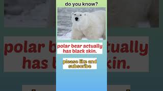 fact 90, black poler bear