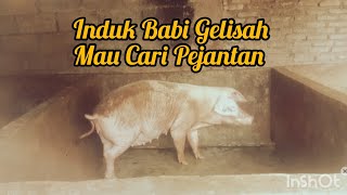 Induk Babi Gelisah Dan Tidak Nafsu Makan Salah Satu Ciri Babi Mau Kawin