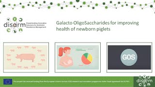 Galacto OligoSaccharides for improving health of newborn piglets