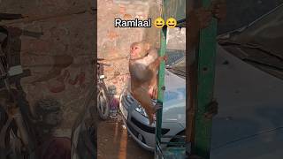 Ramlal Monkey🐒😆#ytshorts #trending #shorttrending #shorts #short #trendingshorts #viral #jaishreeram