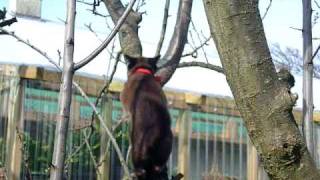 Java's first tree climb