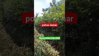 jual pohon damar purwokerto, TLP wa 0856-4760-5995