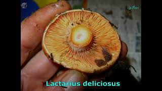 Lactarius deliciosus. Champimaginatis. English Text.