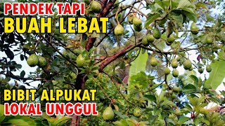 Pemilihan Bibit 🥑 Alpukat, Tips Mempersiapkan Bibit Unggul Untuk Budidaya Alpukat!