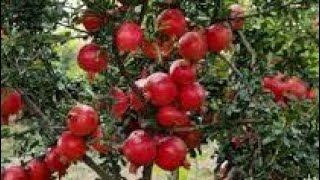 Pomegranate Farming