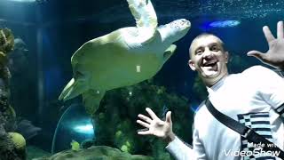 Aквариум Бенальмадена. Aquarium Sea Life Benalmádena 6-12-2019