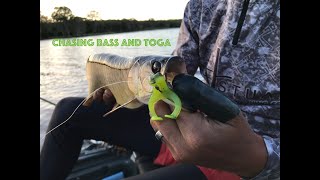 Chasing Bass and Toga