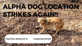 Coyote trapping (the alpha dog location )