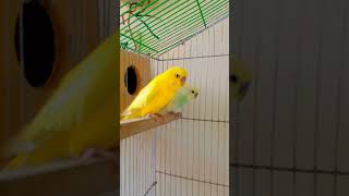 Budgies Parrot | Budgerigar parrot | Beautiful Birds #birds