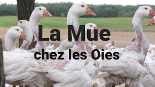 Comment reconnaître la Mue chez les Oies et que faire pendant la perte des plumes ?