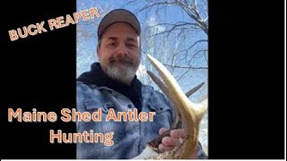 Shed Antler Hunting in Maine  - Buck Reaper