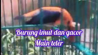 Burung cabe cabean gacor gaya mainnya teler mantap#pemulakicaukicau#kicauburung...