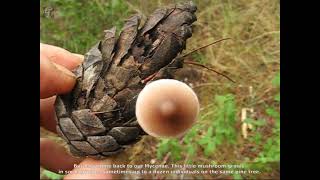 Mycena seynii.  Champimaginatis. English Text.