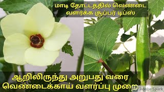 How to Grow Ladies finger/ வெண்டைக்காய் / From Sowing seeds to harvest / Okra in pots