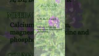 Alfalfa - Medicago sativa