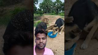 कुत्ते और बंदर में गहरी दोस्ती#babymonkeycutis #funny #dog #shortsvideo #greenscreen