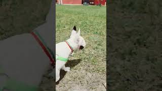 #Bull terrier #curiosidade sobre a raça #Pandora