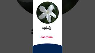 Jasmine meaning in Gujarati - English dictionary