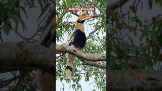 BURUNG ENGGANG DI ALAM LIAR