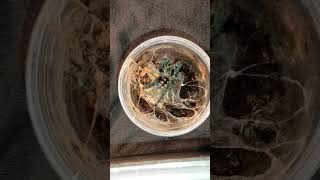 🕷️Caribena versicolor  🥣 FEEDING 5🎬 #tarantulafeeding #tarantula #vogelspinnen #spiders