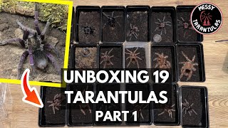 Massive Tarantula Unboxing: Meet my 19 new additions (Part 1 Pamphobeteus)