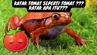 KATAK TOMAT SEPERTI TOMAT??? KATAK APA ITU? Katak seperti tomat