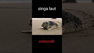 singa laut lucu #short