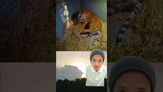 HARIMAU MELAHIKAN BABY #harimau #animal #shorts