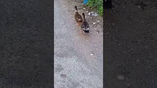 Funny duck