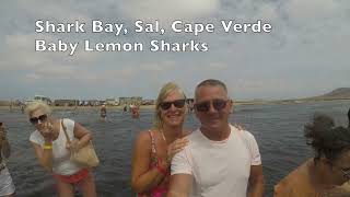 Lemon Sharks Cape Verde