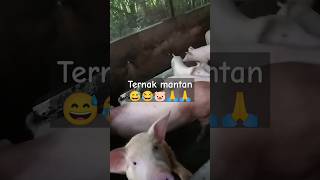 kasi makan 🐷 #kalimantan #pig #kalbar #babihutan