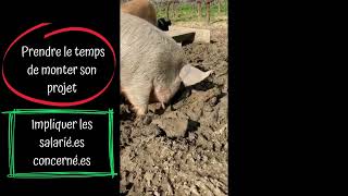 Pas si bête, des cochons pour entretenir les sols viticoles !