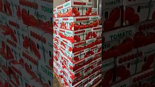 Tomato Loading For Gulf -: Nashik Tomato Export