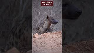 Hiena Malhada - Características Físicas: Comprimento, Peso, Velocidade e Força de Mordida!!!