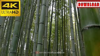 🎁4K Bamboo forest or Aarashiyama bamboo grove in Kyoto Japan Asia | DAILY NATURE FOOTAGE