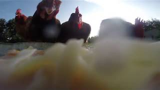 Chickens eating tomato soup