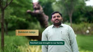 vantara In the heart of the jungle, Pancham was once a majestic guardian of his territory, living in