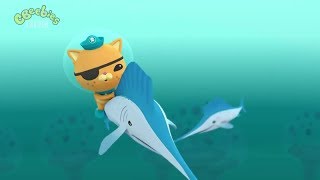 Octonauts - The Speedy Sailfish