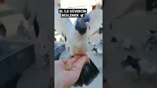 ELDE GÜVERCİN BESLEMEK, ÇOK GÜZEL BİR DUYGU 🕊️