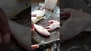 Amazing Raja Rani fish cutting & fish cutting skills/#short #shorts #share #fish #fishing