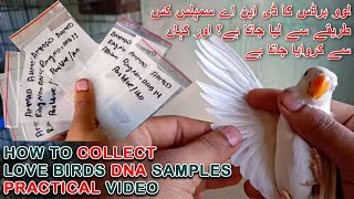 LOVEBIRDS KA DNA KESE HOTA HAI OR KAHA SE HOTA HAI ? | HOW TO COLLECT LOVE BIRDS DNA SAMPLES | AABI