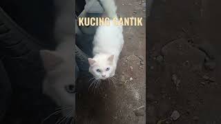 KUCING CANTIK MEONG #short #shortvideo #shorth #shorthvideo